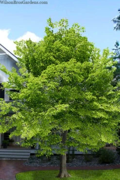 American Beech Tree (Fagus Grandifolia) - 3 Gallon Pot