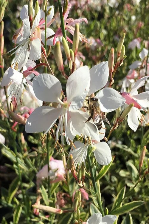 Walberton's Silver Fountain Gaura (Wandflower) - 1 Gallon Pot - Image 7