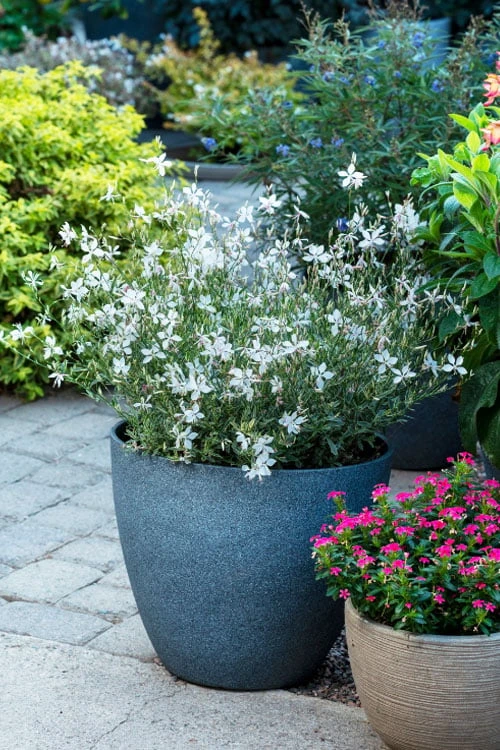 Walberton's Silver Fountain Gaura (Wandflower) - 1 Gallon Pot - Image 5