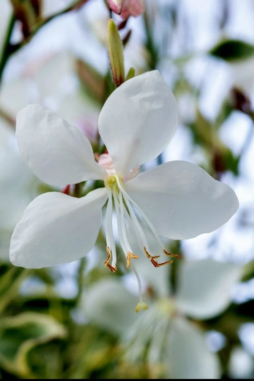 Walberton's Silver Fountain Gaura (Wandflower) - 1 Gallon Pot - Image 6