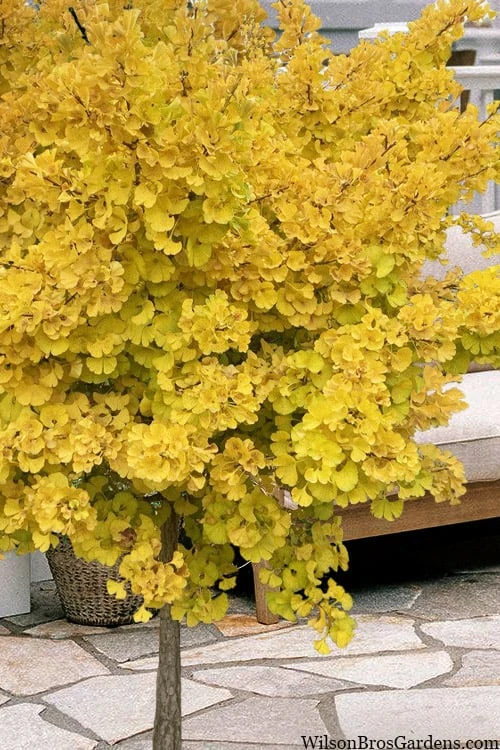 Mariken Dwarf Ginkgo Single Trunk Topiary Tree - 2 Gallon Pot - Image 4