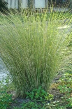 Marsh Sand Cordgrass (Spartina Bakeri) - 1 Gallon Pot