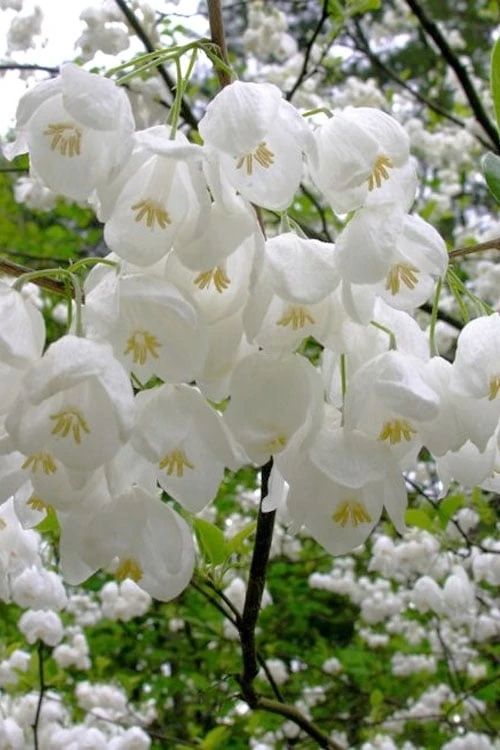 Carolina Silverbell Tree (Halesia ) - 1 Gallon Pot - Image 7