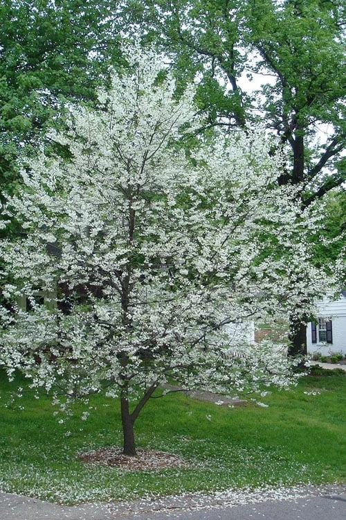 Carolina Silverbell Tree (Halesia ) - 1 Gallon Pot - Image 4