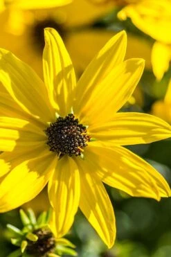 Autumn Gold Willowleaf Sunflower (Helianthus) - 1 Gallon Pot