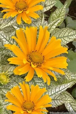 Sunstruck Heliopsis (Perennial Sunflower) - 1 Gallon Pot