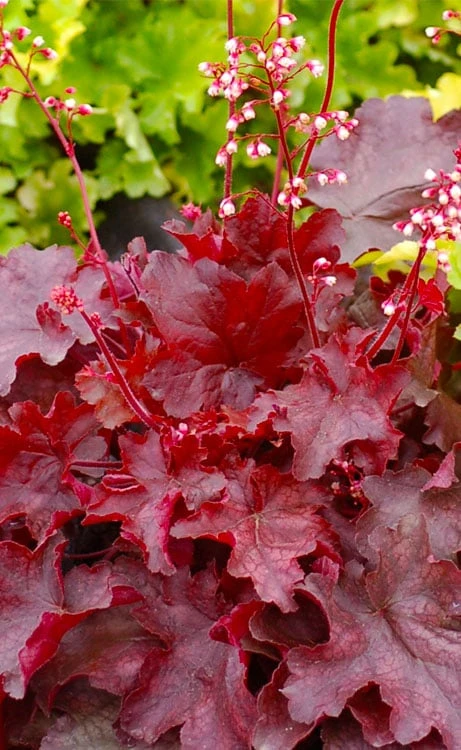 Fire Chief Heuchera (Coral Bells) - 1 Gallon Pot - Image 5