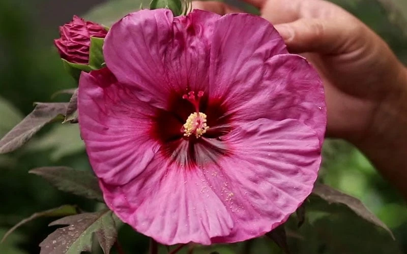 Summerific Berry Awesome Hibiscus (Rose Mallow) - 1 Gallon Pot - Image 6