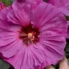 Summerific Berry Awesome Hibiscus (Rose Mallow) - 1 Gallon Pot