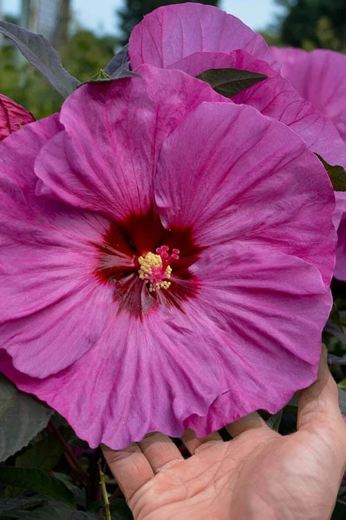 Summerific Berry Awesome Hibiscus (Rose Mallow) - 1 Gallon Pot