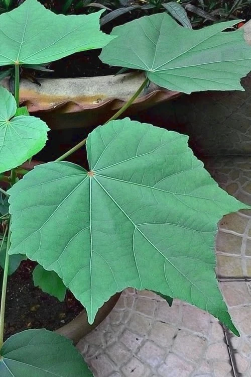 Confederate Rose Hibiscus (Rose Mallow) - 6 Pack Of Quart Pots - Image 5