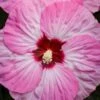 Summerific Spinderella Hibiscus (Rose Mallow) - 2 Gallon Pot