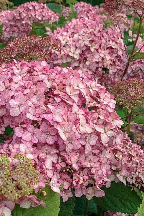 Pinkerella Hydrangea - 3 Gallon Pot - Image 4
