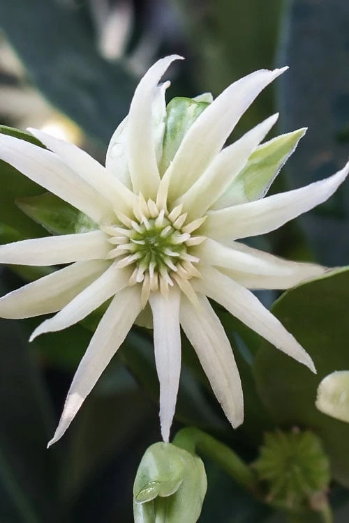 Orion Star Flower Anise (Illicium) - 7 Gallon Pot - Image 4