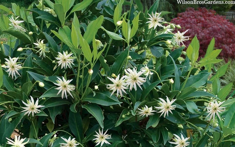 Orion Star Flower Anise (Illicium) - 7 Gallon Pot - Image 5
