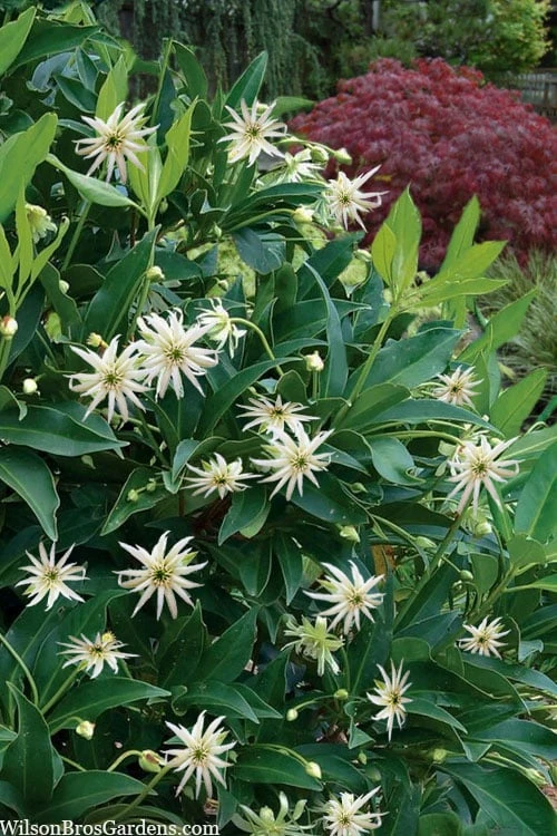 Orion Star Flower Anise (Illicium) - 7 Gallon Pot