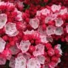 Ostbo Red Mountain Laurel (Kalmia Latifolia) - 2 Gallon Pot