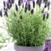 Anouk Spanish Lavender - 1 Gallon Pot