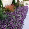 La Diva Big Night Spanish Lavender - 5 Pack Of Quart Pots