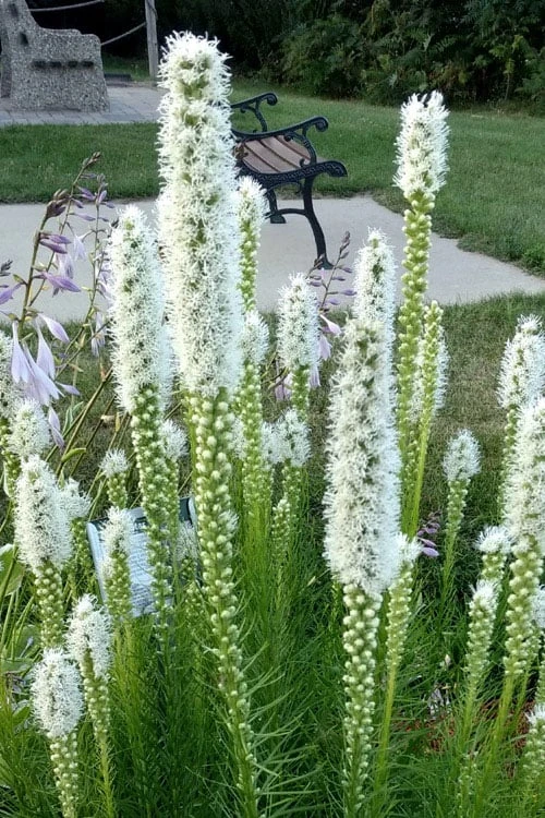 Floristan Weiss Liatris (Blazing Star) - 1 Gallon Pot