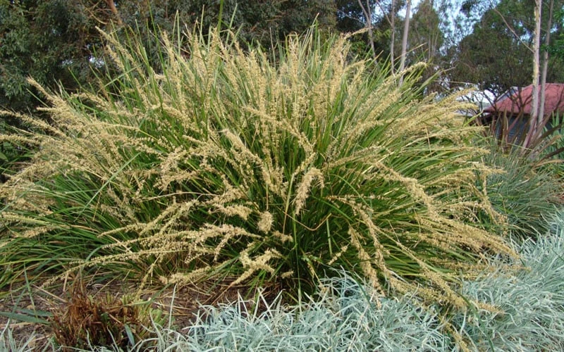 Katrinus Deluxe Lomandra - 1 Gallon Pot - Image 4