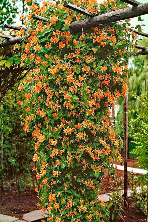 Mandarin Orange Honeysuckle Vine - 12" Pot - Image 3