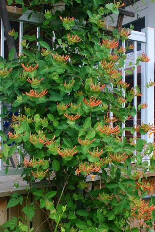 Mandarin Orange Honeysuckle Vine - 12" Pot - Image 7