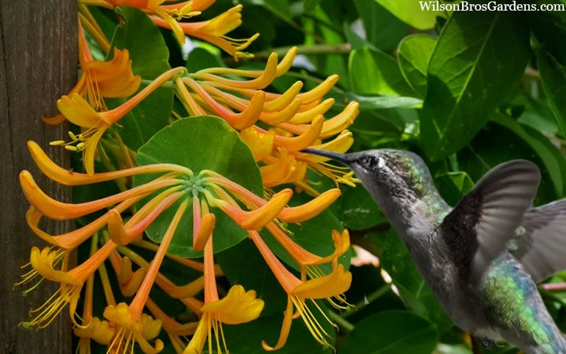 Mandarin Orange Honeysuckle Vine - 12" Pot - Image 6