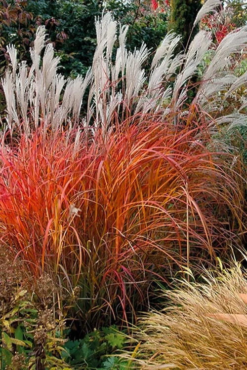 Flame Grass (Miscanthus 'Purpurascens') - 6 Pack Of 1 Gallon Pots - Image 7