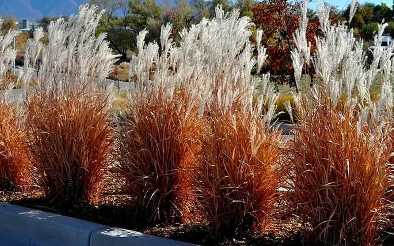 Flame Grass (Miscanthus 'Purpurascens') - 6 Pack Of 1 Gallon Pots - Image 4