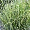 Bandwidth Dwarf Zebra Grass - 1 Gallon Pot