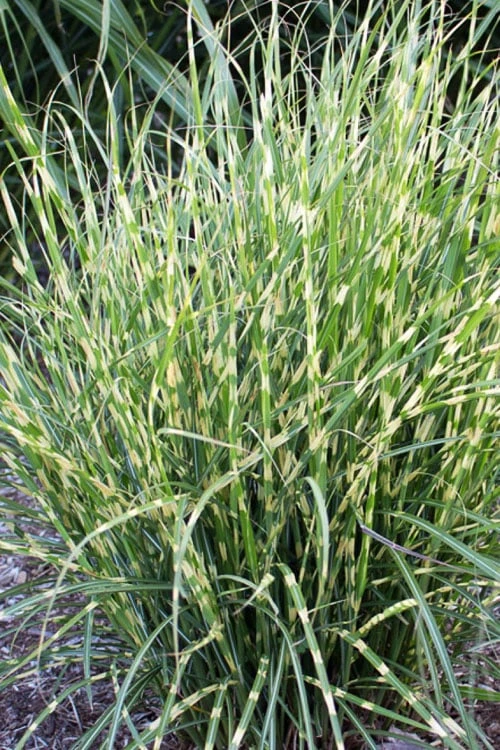Bandwidth Dwarf Zebra Grass