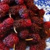 Red Mulberry Tree (Morus Rubra) - 1 Gallon Pot