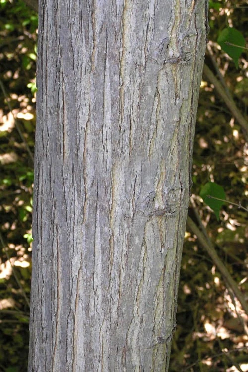 Red Mulberry Tree (Morus Rubra) - 1 Gallon Pot - Image 7