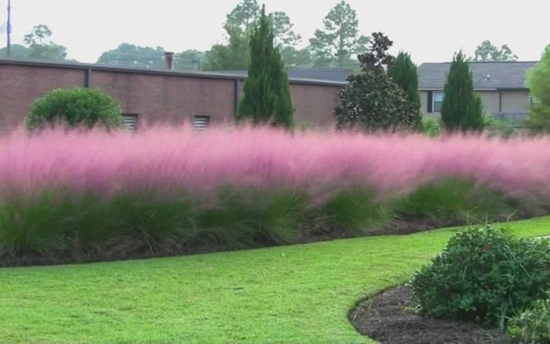 Pink Muhly Grass - Cotton Candy Grass - 6 Pack Of 1 Gallon Pots - Image 9