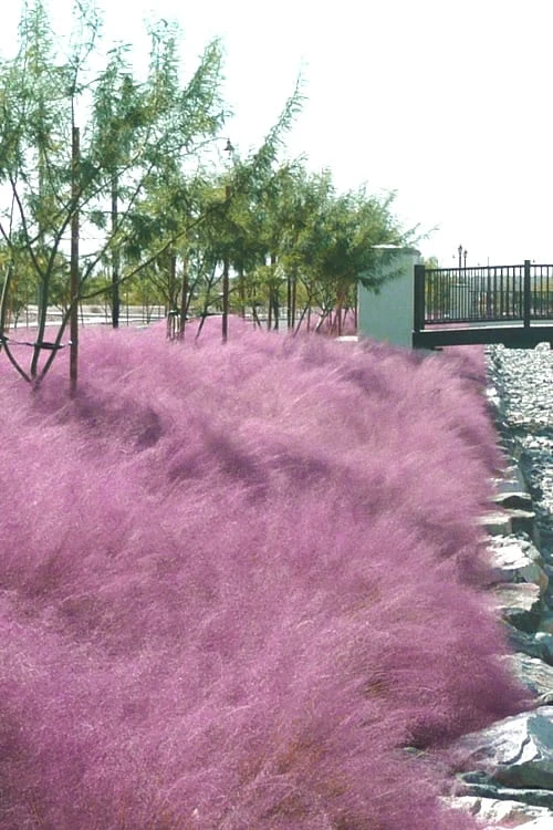 Pink Muhly Grass - Cotton Candy Grass - 6 Pack Of 1 Gallon Pots - Image 6