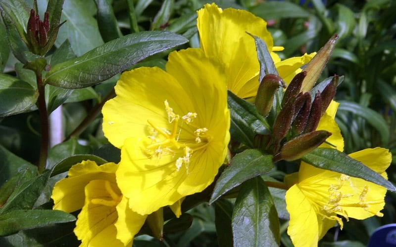 Fireworks Sundrops (Oenothera Fruticosa) - 1 Gallon Pot - Image 7