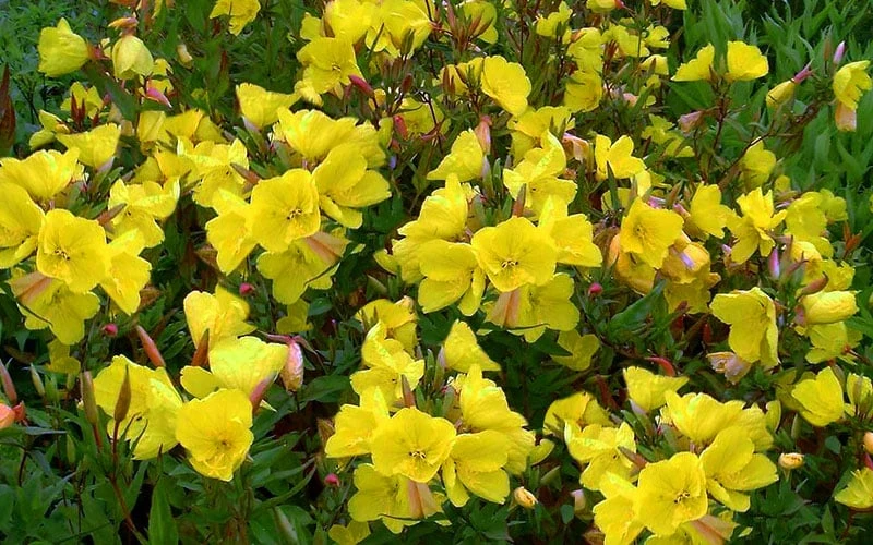 Fireworks Sundrops (Oenothera Fruticosa) - 1 Gallon Pot - Image 8