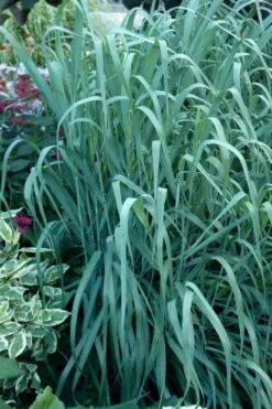 Dallas Blues Switch Grass (Panicum Virgatum) - 1 Gallon Pot