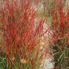 Hanse Herms Red Switch Grass (Panicum Virgatum) - 6 Pack Of 1 Gallon Pots