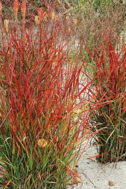 Hanse Herms Red Switch Grass (Panicum Virgatum) - 6 Pack Of 1 Gallon Pots
