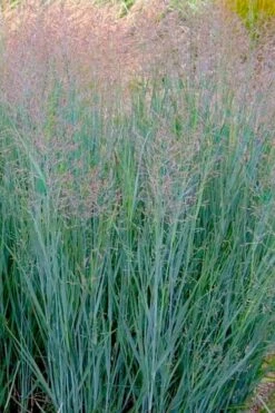 Prairie Sky Red Switch Grass (Panicum Virgatum) - 6 Pack Of 1 Gallon Pots