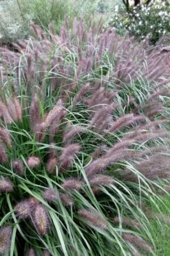 Black Fountain Grass (Pennisetum Alopecuroides 'Moudry') - 1 Gallon Pot