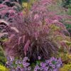 Purple Fountain Grass (Pennisetum Rubrum) - 5 Pack Of Quart Pots