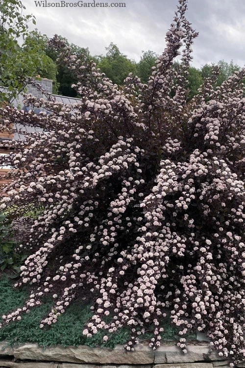 Summer Wine Ninebark