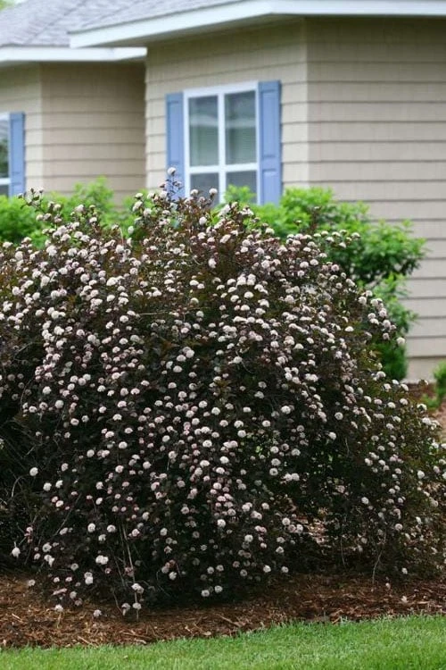 Summer Wine Ninebark (Physocarpus) - 3 Gallon Pot - Image 6