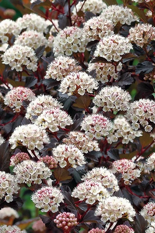Summer Wine Ninebark (Physocarpus) - 3 Gallon Pot - Image 8