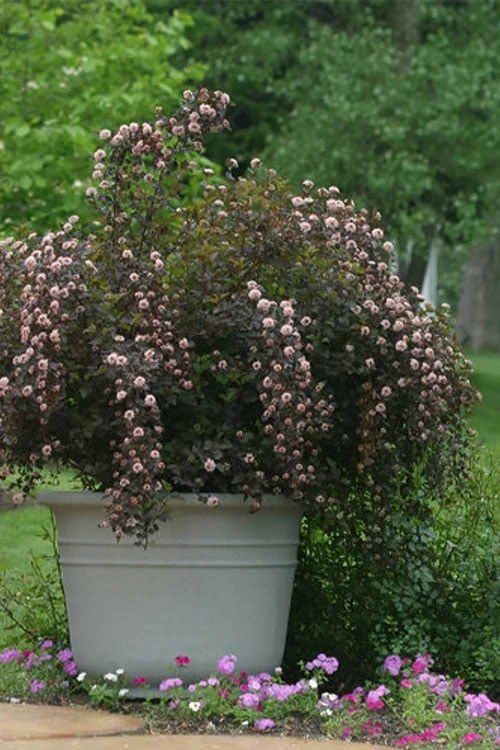Summer Wine Ninebark (Physocarpus) - 3 Gallon Pot - Image 4