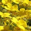 Dakota Sunspot Shrubby Cinquefoil (Potentilla Fruticosa) - 2 Gallon Pot