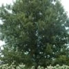 Cherrybark Oak Tree (Quercus Pagoda) - 1 Gallon Pot
